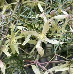 Clematis leptophylla at Majura, ACT - 28 Aug 2021
