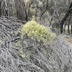 Clematis leptophylla at Majura, ACT - 28 Aug 2021