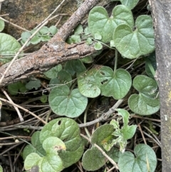 Dichondra repens (Kidney Weed) at Mount Majura - 28 Aug 2021 by JaneR