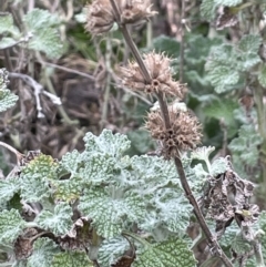 Marrubium vulgare (Horehound) at Mount Majura - 28 Aug 2021 by JaneR