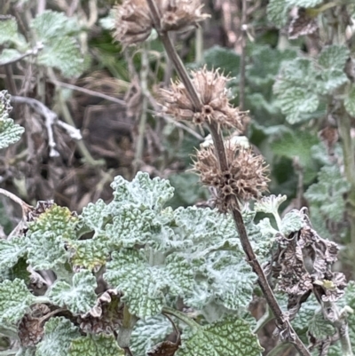 Marrubium vulgare (Horehound) at Mount Majura - 28 Aug 2021 by JaneR