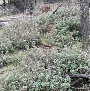 Marrubium vulgare at Majura, ACT - 28 Aug 2021