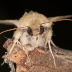 Helicoverpa (genus) (A bollworm) at Melba, ACT - 27 Aug 2021 by kasiaaus