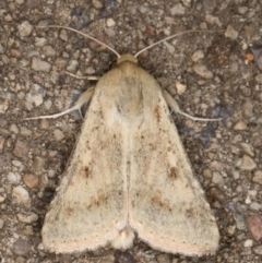 Helicoverpa (genus) at Melba, ACT - 27 Aug 2021 01:08 AM