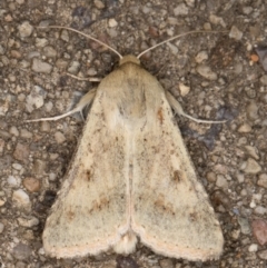 Helicoverpa (genus) at Melba, ACT - 27 Aug 2021