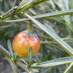 Solanum linearifolium (Kangaroo Apple) at Majura, ACT - 28 Aug 2021 by JaneR