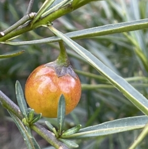 Solanum linearifolium at Majura, ACT - 28 Aug 2021