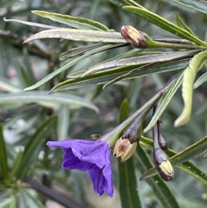 Solanum linearifolium at Majura, ACT - 28 Aug 2021