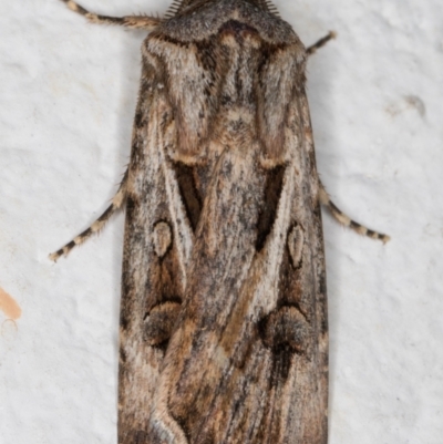 Agrotis munda (Brown Cutworm) at Melba, ACT - 27 Aug 2021 by kasiaaus