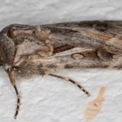 Agrotis munda at Melba, ACT - 27 Aug 2021 01:14 AM