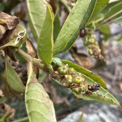 Phytolacca octandra (Inkweed) at Mount Majura - 28 Aug 2021 by JaneR