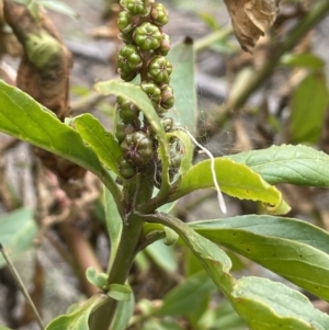 Phytolacca octandra at Majura, ACT - 28 Aug 2021 02:19 PM