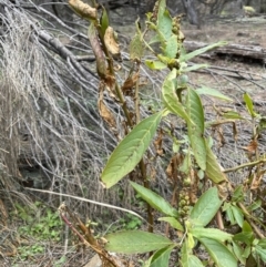 Phytolacca octandra at Majura, ACT - 28 Aug 2021 02:19 PM