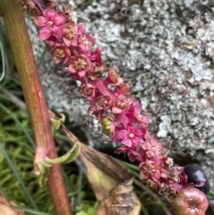 Phytolacca octandra at Majura, ACT - 28 Aug 2021 02:19 PM