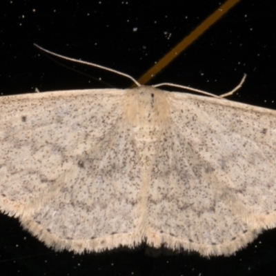 Scopula optivata (Varied Wave) at Melba, ACT - 26 Aug 2021 by kasiaaus