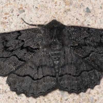 Melanodes anthracitaria (Black Geometrid) at Melba, ACT - 26 Aug 2021 by kasiaaus