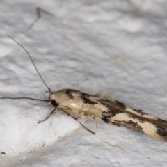 Stathmopoda melanochra (An Oecophorid moth (Eriococcus caterpillar)) at Melba, ACT - 26 Aug 2021 by kasiaaus
