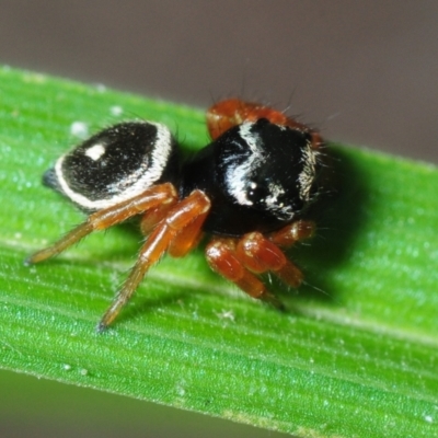 Unidentified Jumping or peacock spider (Salticidae) at Magnetic Island, QLD - 21 Apr 2017 by Harrisi