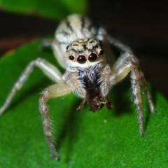 Unidentified Jumping or peacock spider (Salticidae) at Horseshoe Bay, QLD - 20 Apr 2017 by Harrisi