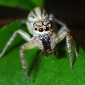 Maratus scutulatus at Horseshoe Bay, QLD - 20 Apr 2017 03:38 PM