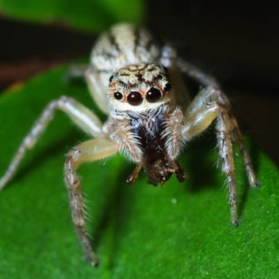 Unidentified Jumping or peacock spider (Salticidae) at Horseshoe Bay, QLD - 20 Apr 2017 by Harrisi