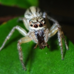 Opisthoncus sp. (TBC) at Horseshoe Bay, QLD - 20 Apr 2017 by Harrisi