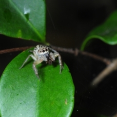 Maratus scutulatus at Horseshoe Bay, QLD - 20 Apr 2017 03:38 PM