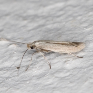 Tineola bisselliella at Melba, ACT - 27 Aug 2021 01:29 AM