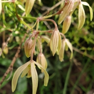 Clematis leptophylla at Cook, ACT - 25 Aug 2021