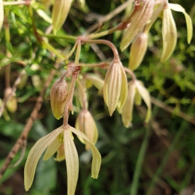 Clematis leptophylla (Small-leaf Clematis, Old Man's Beard) at Cook, ACT - 25 Aug 2021 by drakes