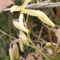 Clematis leptophylla at Cook, ACT - 25 Aug 2021