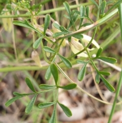 Clematis leptophylla at Cook, ACT - 25 Aug 2021