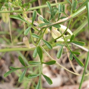 Clematis leptophylla at Cook, ACT - 25 Aug 2021 10:25 AM