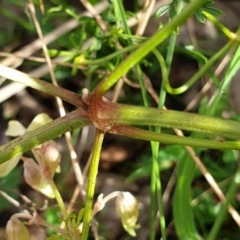 Clematis leptophylla at Cook, ACT - 25 Aug 2021 10:25 AM