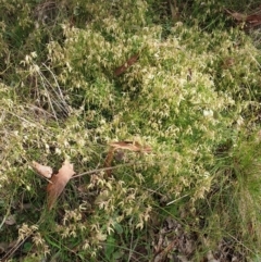 Clematis leptophylla at Cook, ACT - 25 Aug 2021 10:25 AM