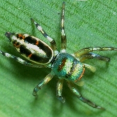 Cosmophasis sp. (genus) (Northern Jumping Spider) at Town Common, QLD - 23 Apr 2017 by Harrisi