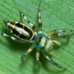 Unidentified Jumping or peacock spider (Salticidae) at Town Common, QLD - 23 Apr 2017 by Harrisi