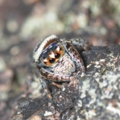 Unidentified Jumping or peacock spider (Salticidae) at Horseshoe Bay, QLD - 21 Apr 2017 by Harrisi