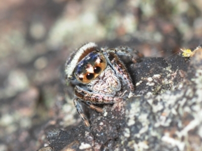 Simaethula sp. (genus) (A jumping spider) at Horseshoe Bay, QLD - 21 Apr 2017 by Harrisi