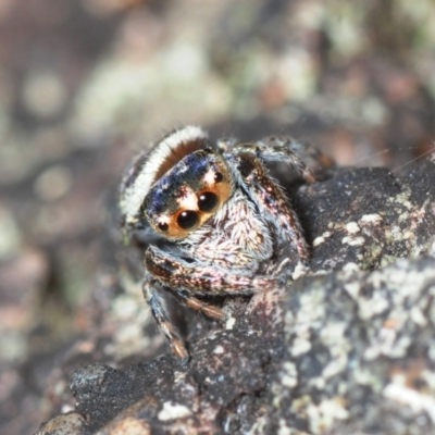 Unidentified Jumping or peacock spider (Salticidae) at Horseshoe Bay, QLD - 21 Apr 2017 by Harrisi