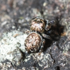 Simaethula sp. (genus) at Horseshoe Bay, QLD - 21 Apr 2017 12:56 PM