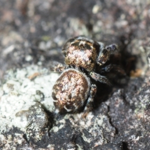 Simaethula sp. (genus) at Horseshoe Bay, QLD - 21 Apr 2017 12:56 PM