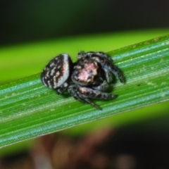 Simaethula sp. (genus) at Horseshoe Bay, QLD - 21 Apr 2017 12:56 PM