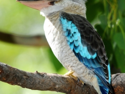 Dacelo leachii (Blue-winged Kookaburra) at Town Common, QLD - 24 Apr 2017 by Harrisi