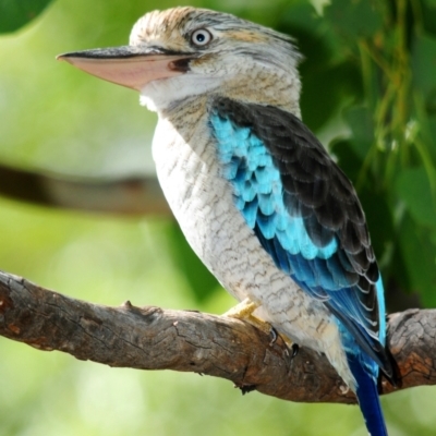 Dacelo leachii (Blue-winged Kookaburra) at Town Common, QLD - 24 Apr 2017 by Harrisi