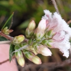 Leucopogon virgatus at Cook, ACT - 28 Aug 2021 04:11 PM