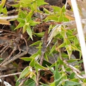 Leucopogon virgatus at Cook, ACT - 28 Aug 2021 04:11 PM