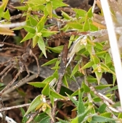 Leucopogon virgatus at Cook, ACT - 28 Aug 2021