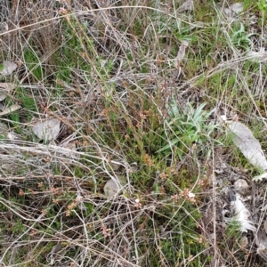 Leucopogon virgatus at Cook, ACT - 28 Aug 2021 04:11 PM