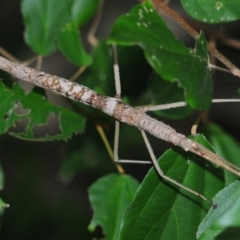 Unverified Stick insect (Phasmatodea) at Town Common, QLD - 24 Apr 2017 by Harrisi